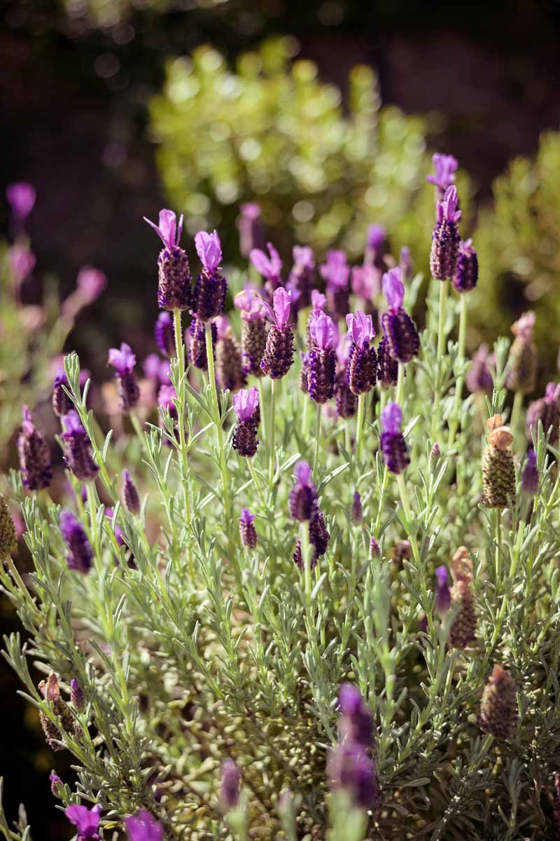 Blossoming lavender plants growing in a mass planting with purple flower heads.