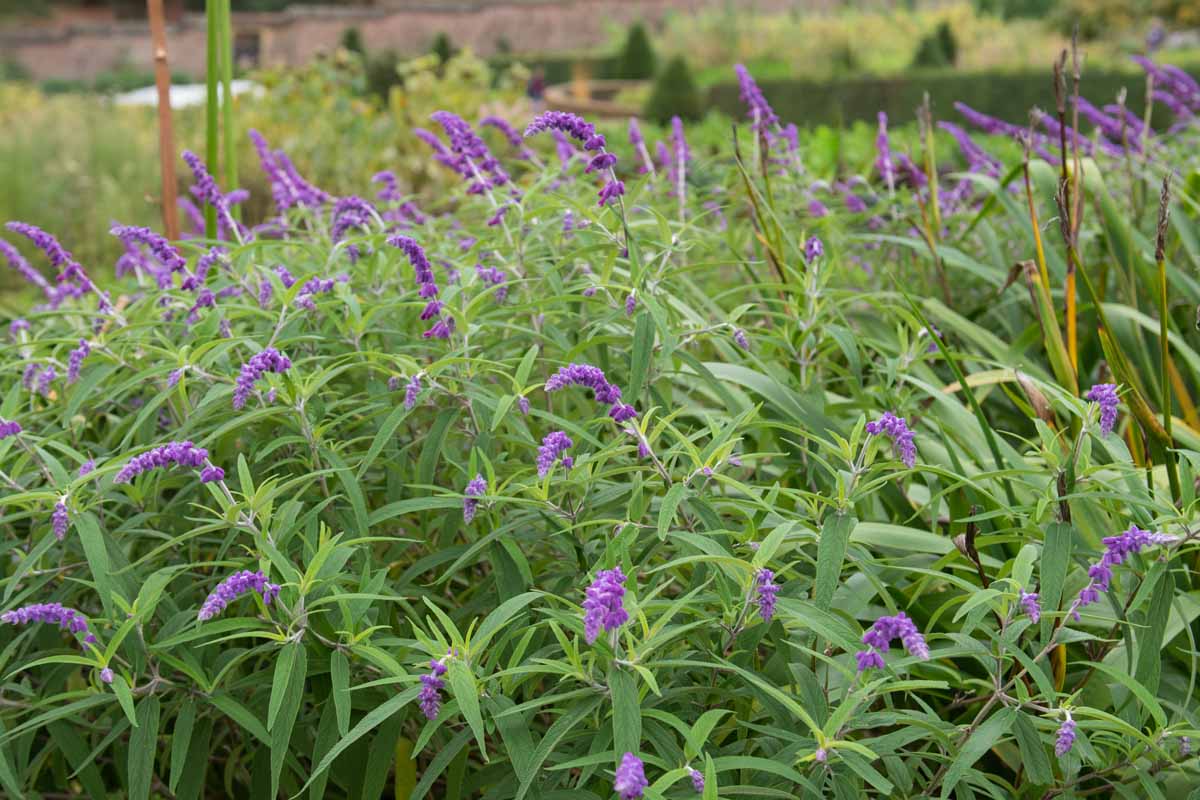 Mass planting of soft-stemmed salvia plants in bloom with purple flowers. 