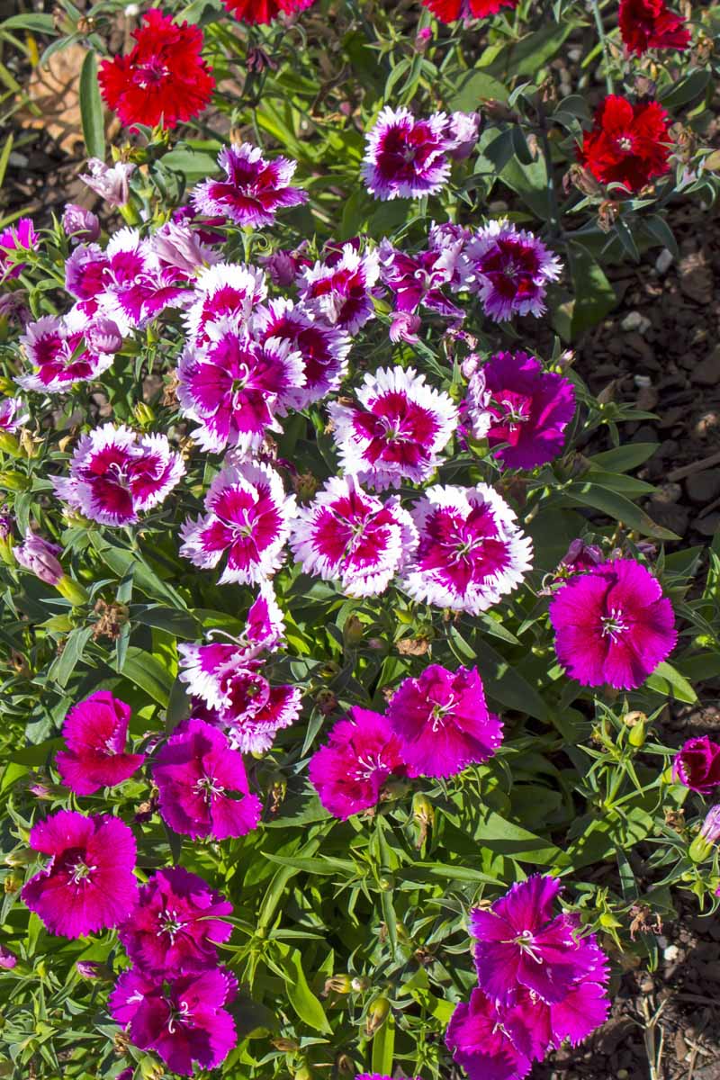 Different colors of dianthus flowers in bloom.