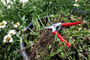 A pair of red-handled pruning clippers lie open on top of a pile of clipped perennial leaves and stems in a black plastic bucket, next to white flowering daisies.