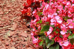Give an Old Fashioned Beauty New Life: Grow Wax Begonia | GardenersPath.com