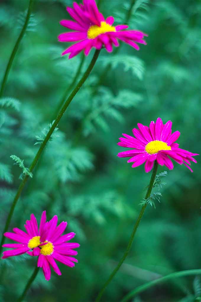 A close up vertical image of bright pink flowers growing in the garden pictured on a green soft focus background.