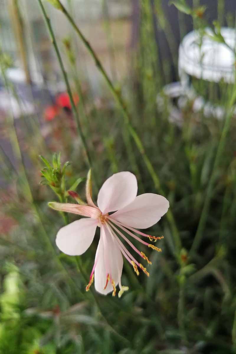 A single light pink gurua or beeblossom flower.