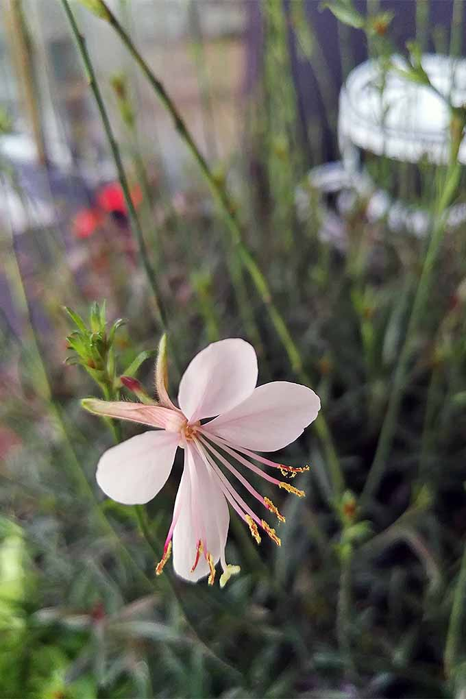 Gaura's butterfly-like blooms make an attractive addition to the garden. But when should you cut them back? Read our guide to spring and fall perennial pruning: https://gardenerspath.com/how-to/pruning/fall-spring-perennial-cutbacks/