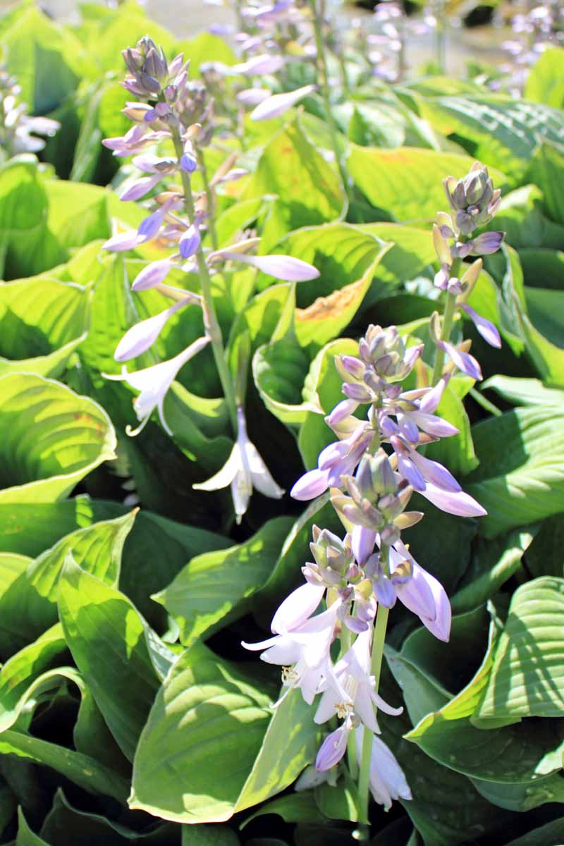 Host plants with flower stalks with light purple petals.