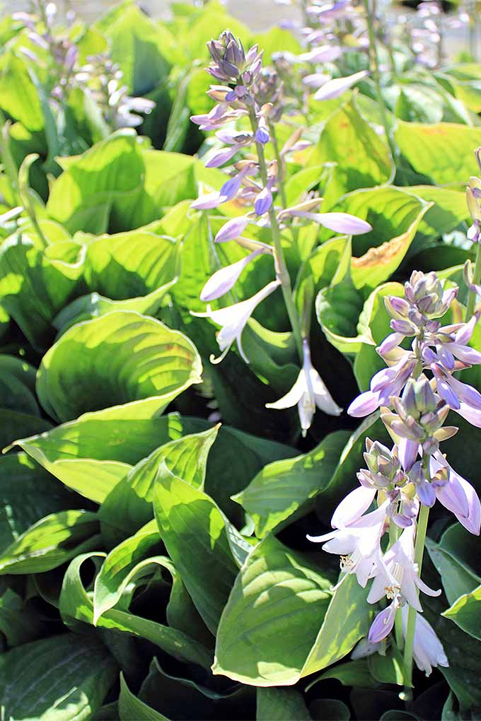 When your hostas are past their peak and the blooms are finished, should you cut them back or wait until spring? Read our guide to seasonal perennial cutbacks now, or Pin It for later: https://gardenerspath.com/how-to/pruning/fall-spring-perennial-cutbacks/