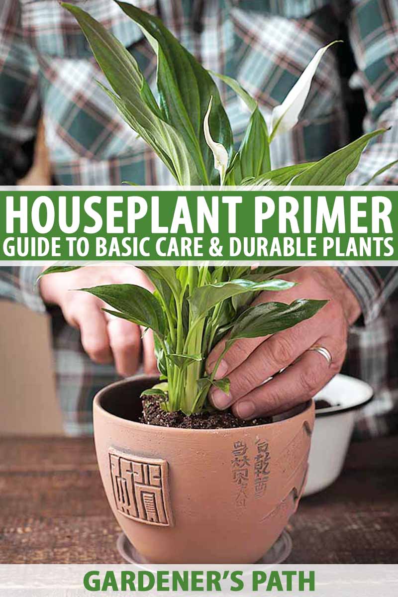 Houseplant care and maintenance: 2