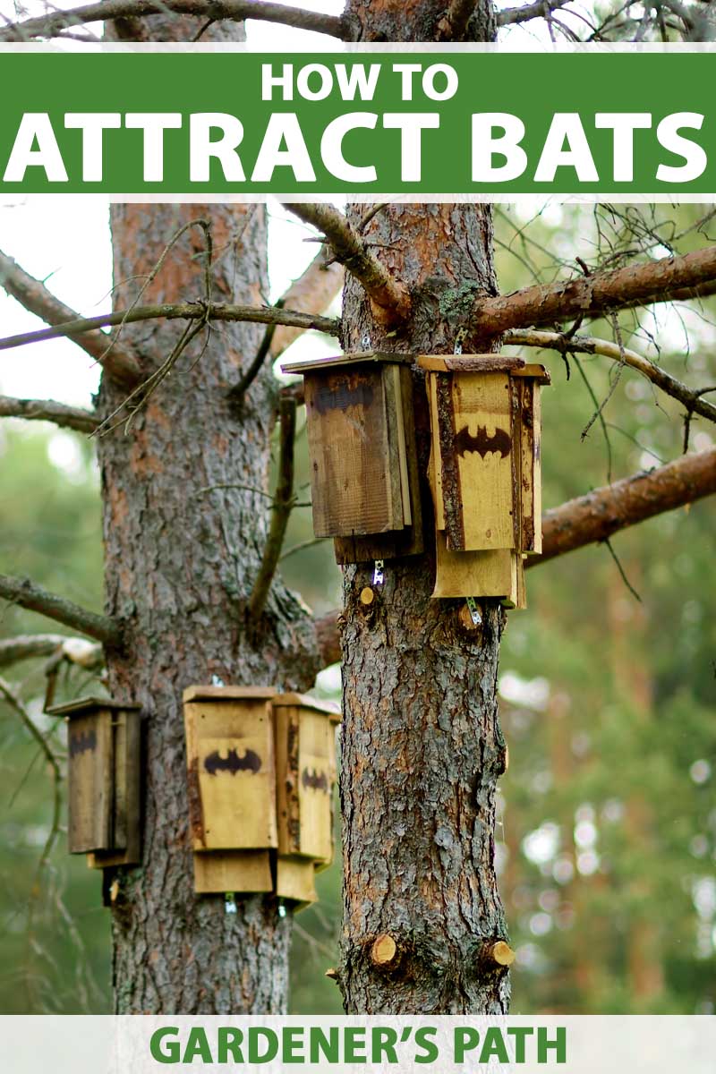 Three bat houses hanging on tree trunks.