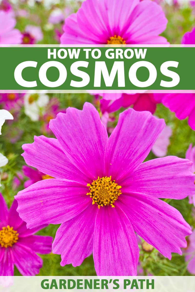 How To Grow And Care For Colorful Cosmos Flowers Gardener S Path