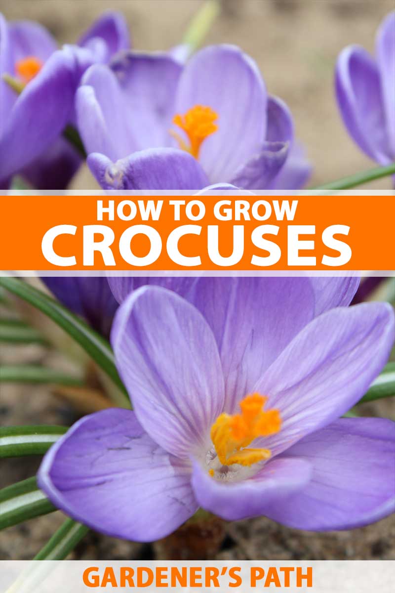 How To Grow And Care For Crocus Flowers Gardener S Path
