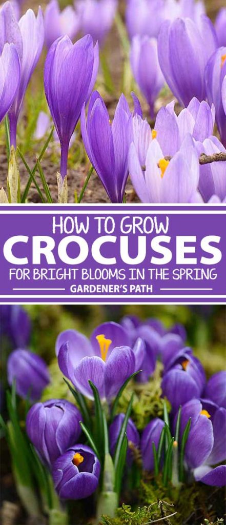A collage of photos showing various views of crocus flowers in bloom.