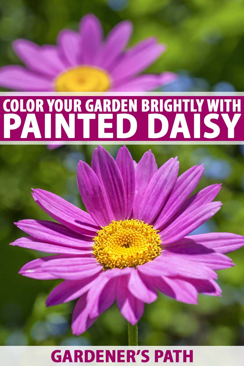 learn how to grow painted daisy | gardener's path