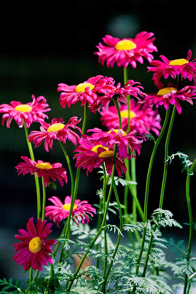 A close up vertical image of bright pink painted daisies growing in the garden pictured on a dark background.