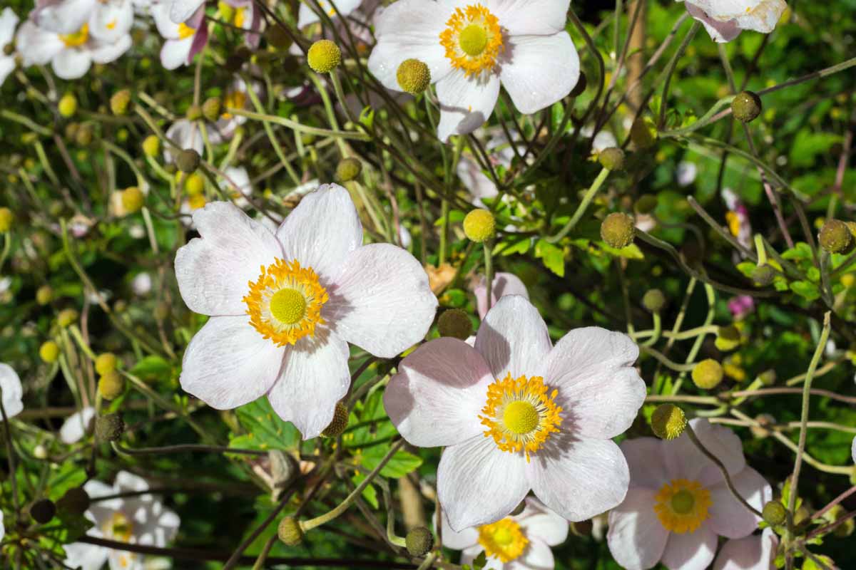 Close up of Japanese anemone flowers with white petals and yellow centers.