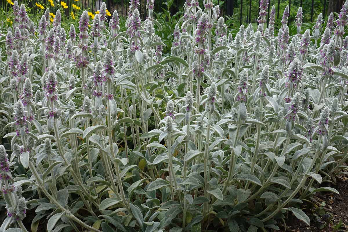 Lamb's ear plants with pink flowers.