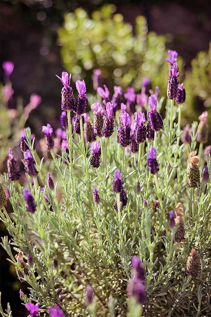 Planning your garden calendar? Check out our guide to find out when you should cut back lavender, and other perennials: https://gardenerspath.com/how-to/pruning/fall-spring-perennial-cutbacks/