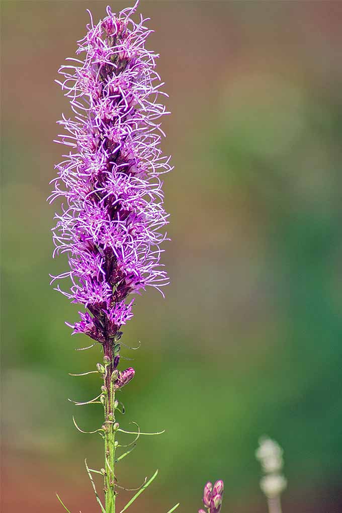 Growing liatris in the garden? We'll share our tips on whether you should cut back this and other common perennials in the spring or fall: https://gardenerspath.com/how-to/pruning/fall-spring-perennial-cutbacks/