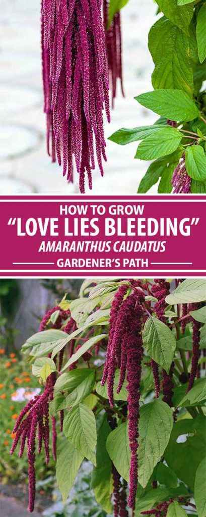 A collage of photos showing the blooms of love lies bleeding flowers.