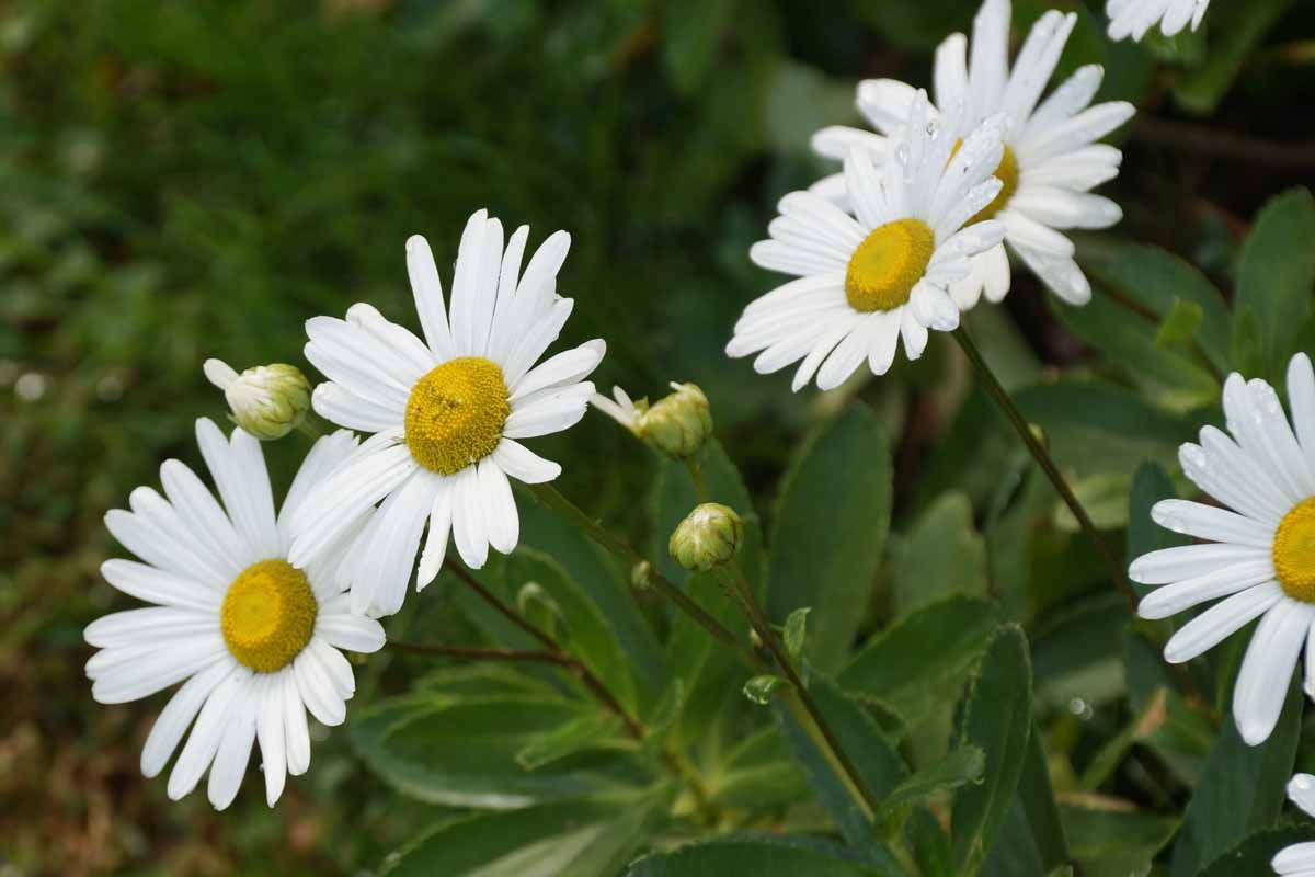 Close up of the white flowers of Montauk daisies.