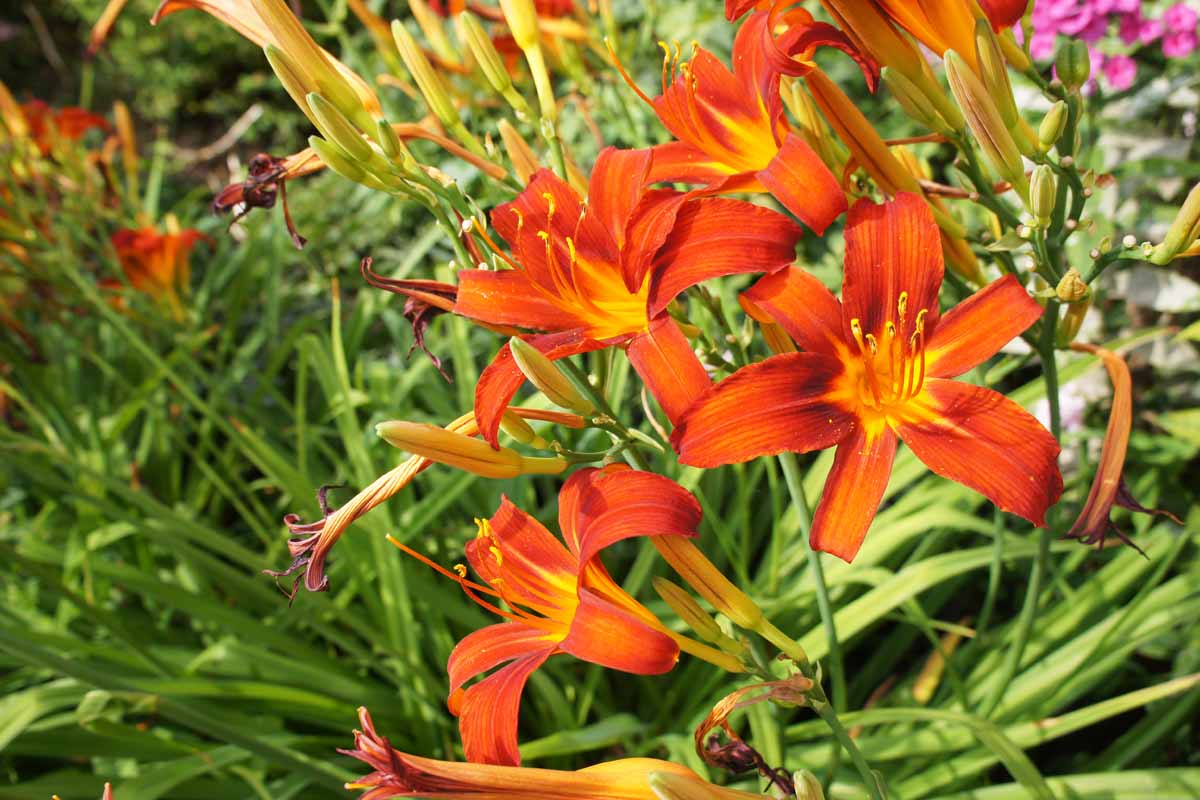 Close up of a group of bright orange daylilies growing in a flower bed.