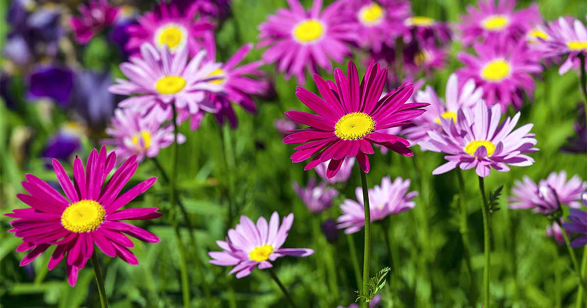 Learn How To Grow Painted Daisy Gardener S Path