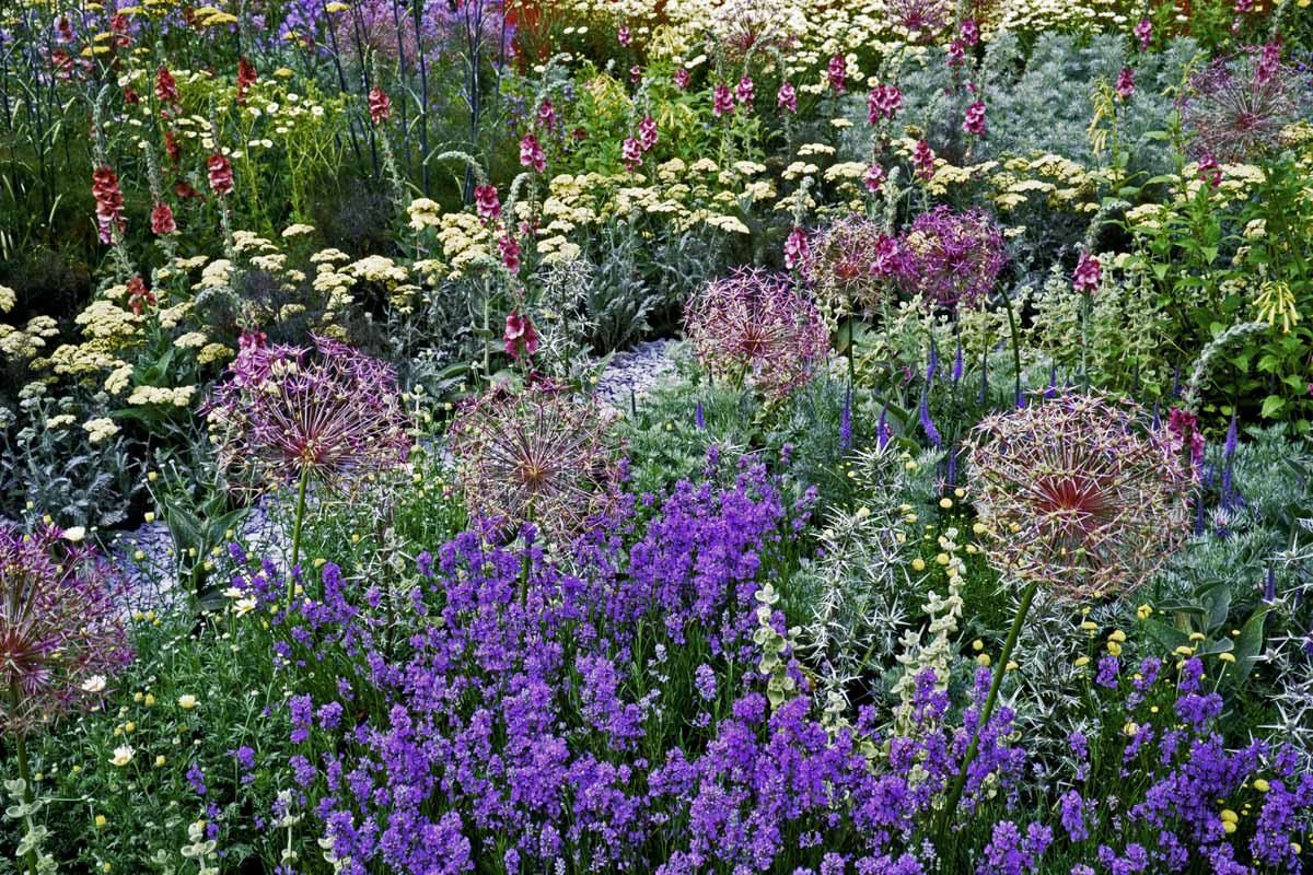 A cottage garden full of perennial flowers in bloom.