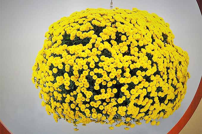 Perfectly pinched chrysanthemums neatly displayed | GardenersPath.com
