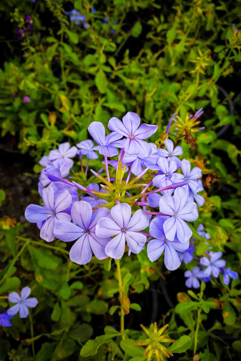 Close up of a blue-violet colored plumbago flower.