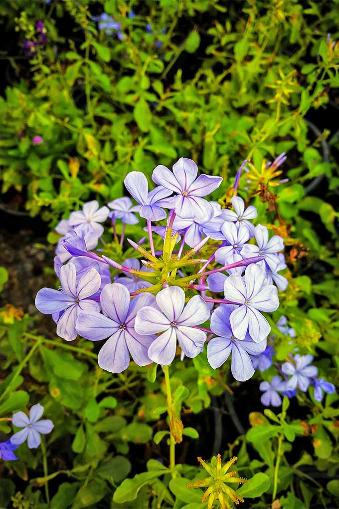 When the beautiful blue blooms of plumbago fade, should you cut them back? Hone your perennial pruning knowledge with our guide: https://gardenerspath.com/how-to/pruning/fall-spring-perennial-cutbacks/