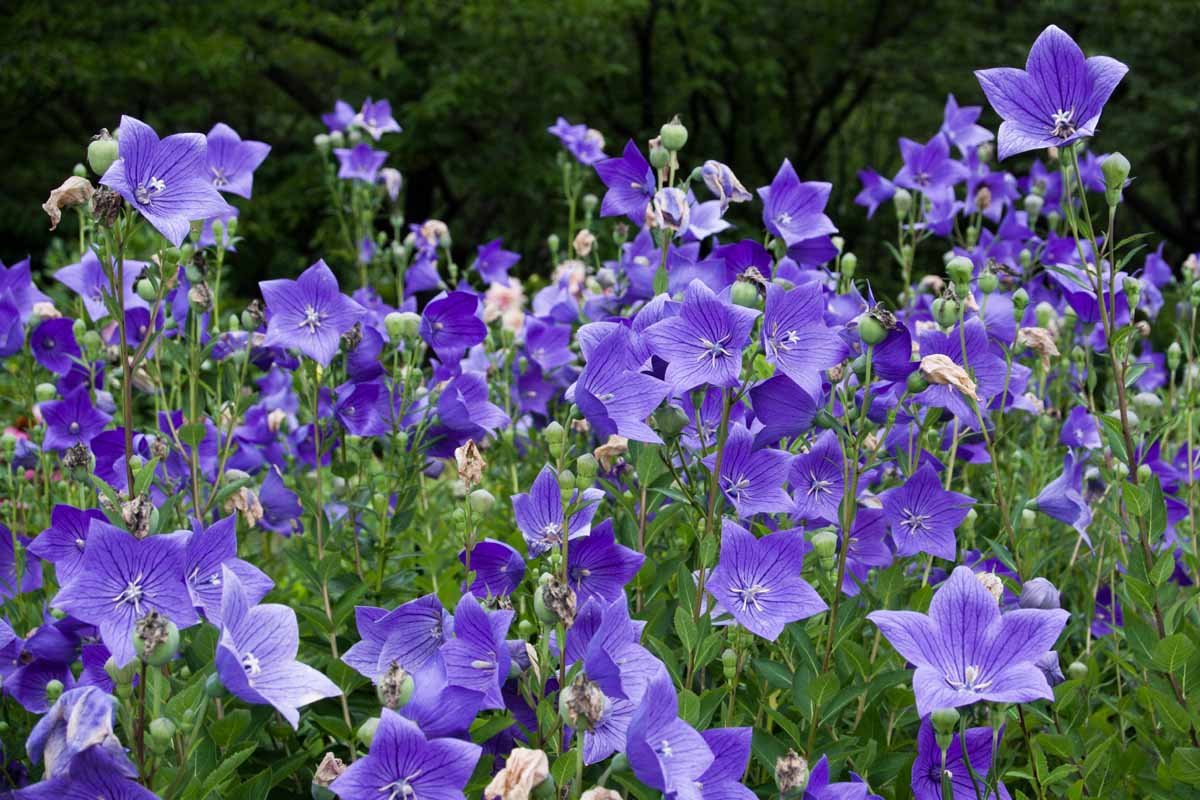 Blue colored balloon flowers growing in a mass planting.