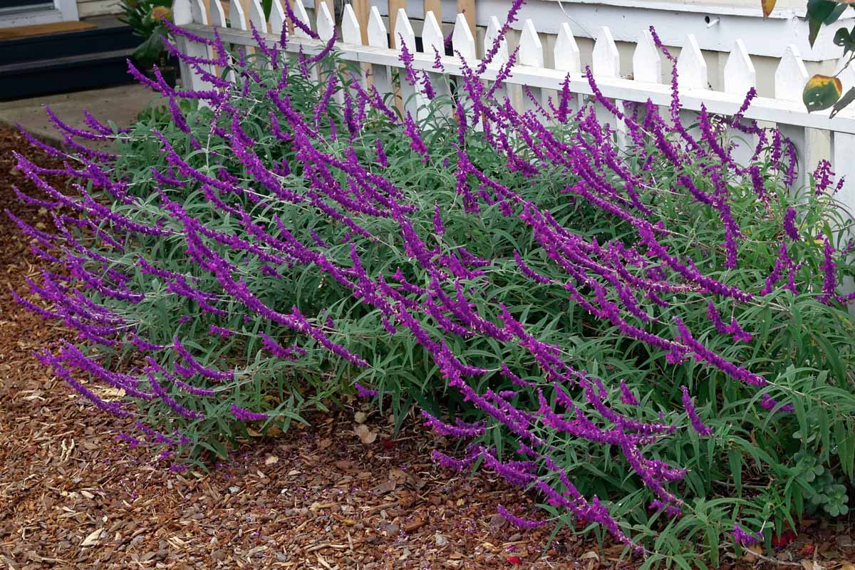 Bed of purple salvia flowers growing next to a porch.