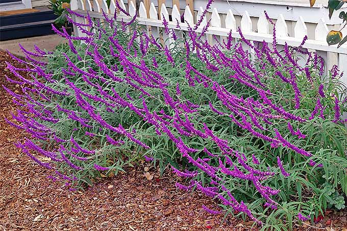 Purple Salvia | GardenersPath.com
