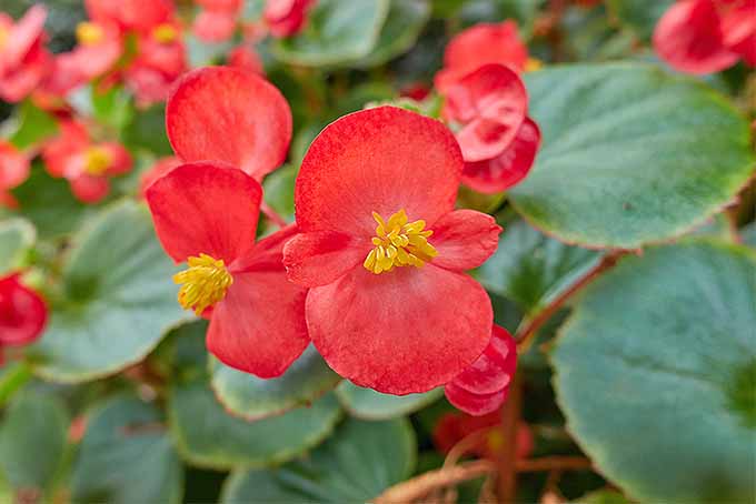 Red Wax Begonia | GardenersPath.com