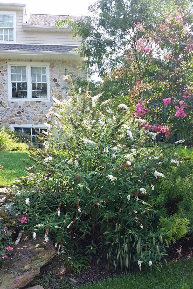 Butterfly bush with with flower clusters in front of a brick, single family residence.