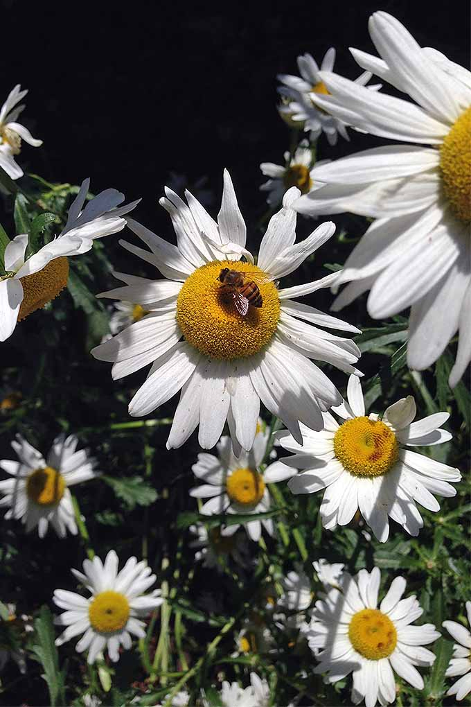 Should Shasta daisies and Montauk daisies be cut back at the same time of year? Find out with our guide to pruning perennials: https://gardenerspath.com/how-to/pruning/fall-spring-perennial-cutbacks/