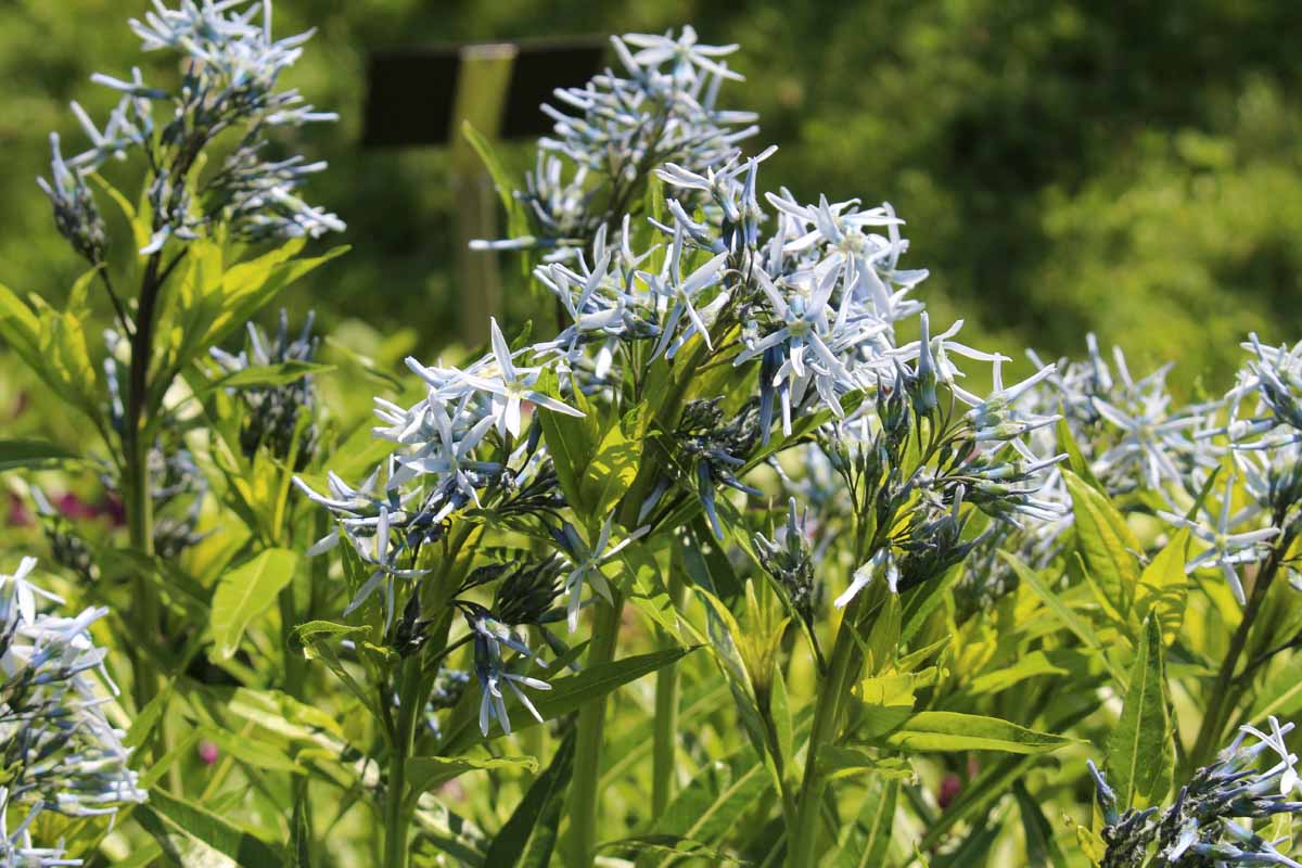 Blue amsonia flowers growing in cottage garden.