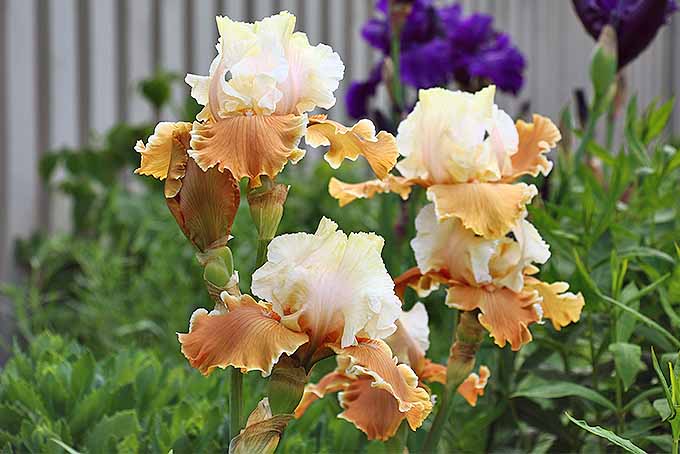 Tan Bearded Iris | GardenersPath.com