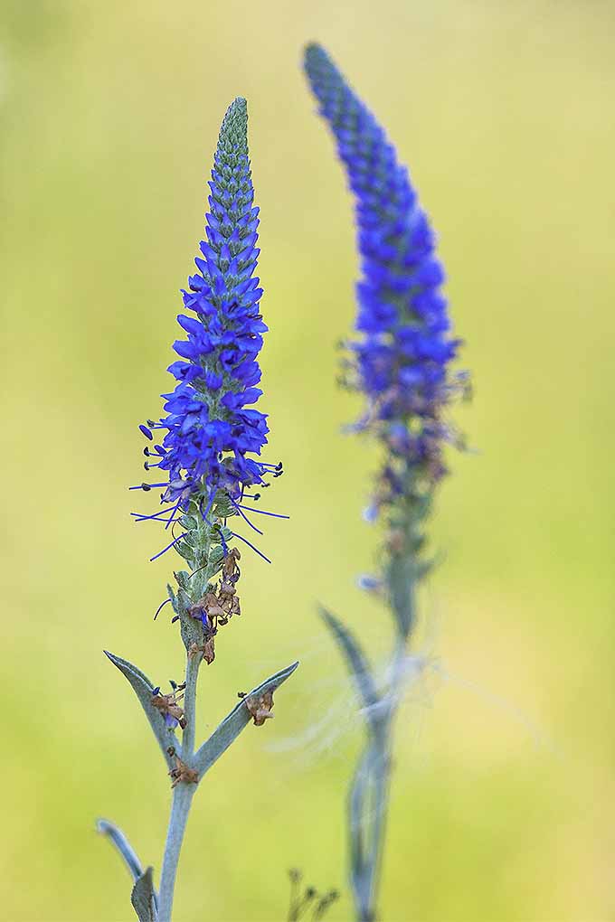 The beautiful blue spikes of veronica are gorgeous when in bloom. But what to do when the blossoms fade? We share our expert tips on when to prune this plant, and other perennials: https://gardenerspath.com/how-to/pruning/fall-spring-perennial-cutbacks/
