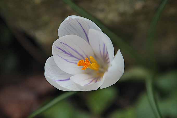 White and purple crocus flower | GardenersPath.com