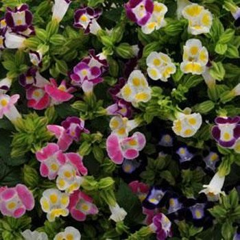 15 of the Best Flowering Ground Covers to Meet Landscaping Challenges