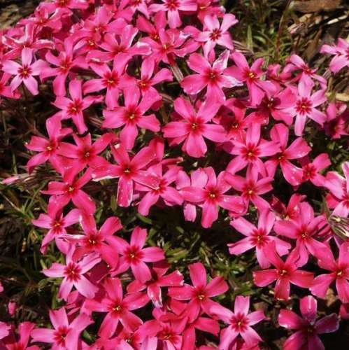 Flowering Ground Covers For Yard, Flowering Ground Cover Plants Full Sun