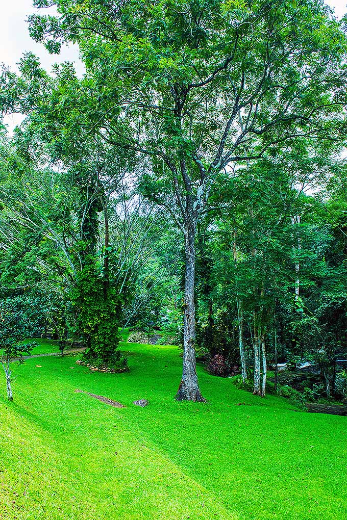 Do you have trees planted in a lawn? To preserve the health of your trees, there are steps you can take- and solutions for trees that are already suffering. Read more now or Pin It for later: https://gardenerspath.com/plants/landscape-trees/top-tree-dies/ #trees #treerescue #planthealth #gardening
