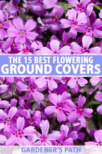 The 15 Best Flowering Ground Covers for Yard | Gardener’s Path