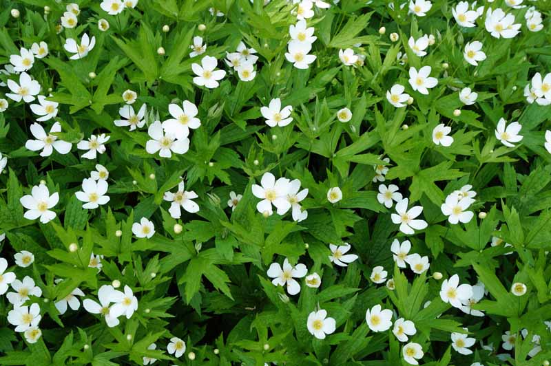 Flowering Ground Covers For Yard, Ground Cover White Flowers