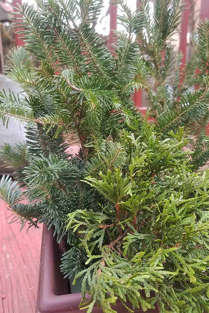 Bring the outdoors inside this year and celebrate the holidays in style with wintertime foliage arrangements. We share our simple step-by-step instructions: https://gardenerspath.com/how-to/design/diy-winter-decorative-arrangement/ #evergreen #Christmas #decorations #tutorial #DIY