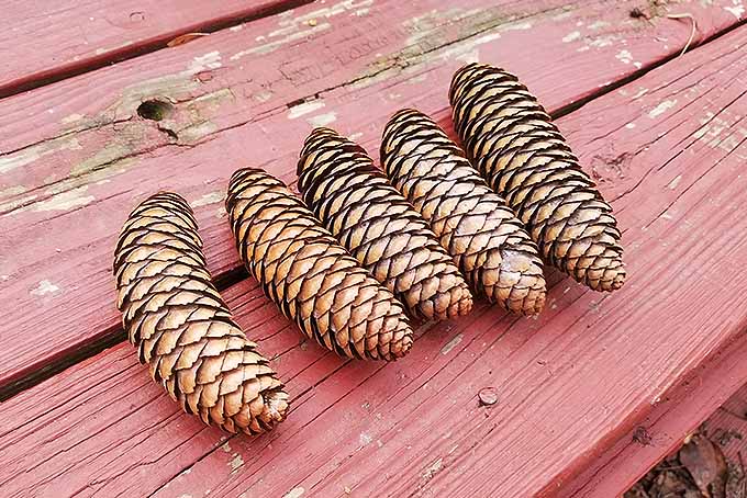 Conifer Cones and Winter Foliage for Containers | GardenersPath.com