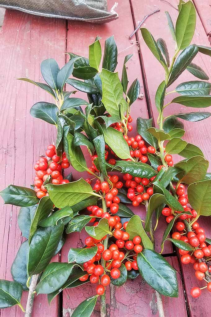 Deck the halls with Nellie Stevens holly, evergreen boughs, and more! We'll teach you how with our easy tutorial: https://gardenerspath.com/how-to/design/diy-winter-decorative-arrangement/ #holly #deckthehalls #tutorial #holiday #decorations