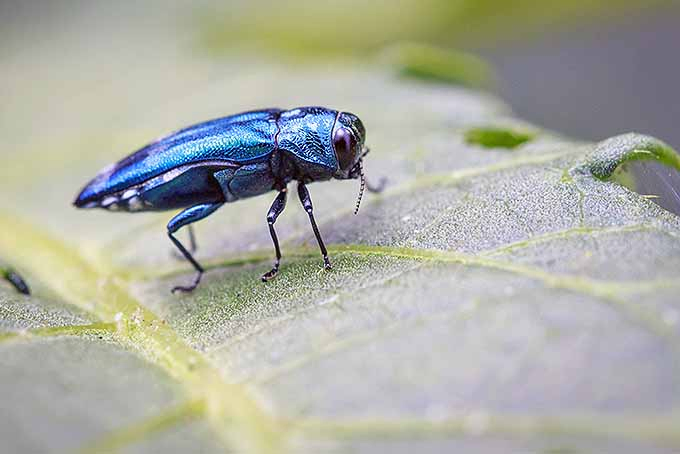 Emerald ash borer beetle. | GardenersPath.com
