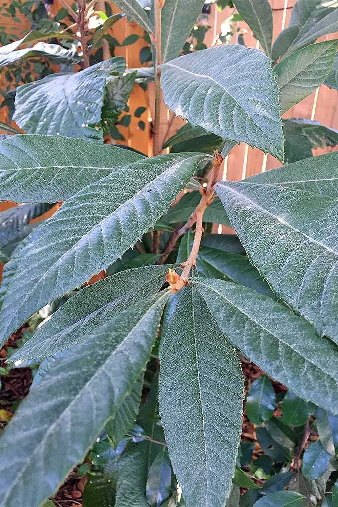 A close up vertical image of the foliage of a loquat tree growing in a garden with a fence in the background, pictured in light sunshine.