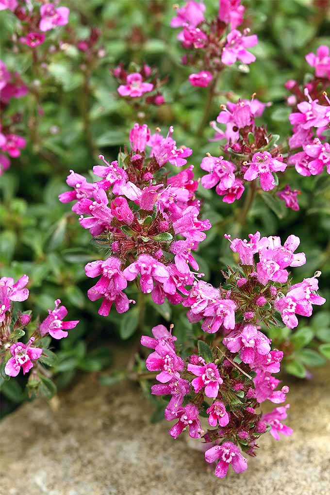 A close up vertical image of pink flowered creeping thyme growing in the garden pictured on a soft focus background.